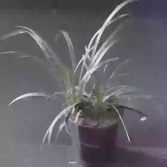 Ophiopogon planiscapus ‘Nigrescens’ Black Mondo Grass